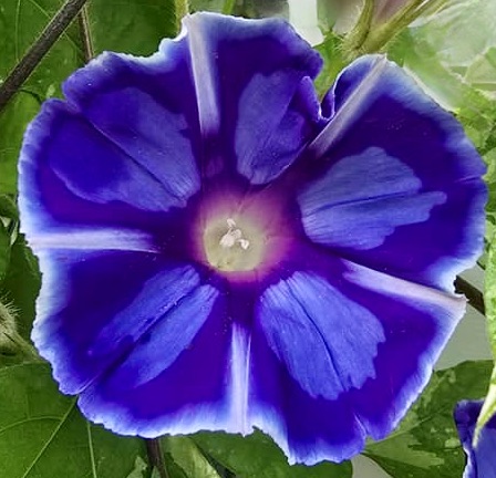 Blue morning glory flower with white radial stripes and green foliage background