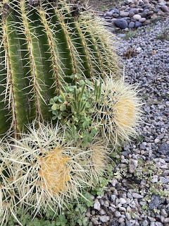 Close-up of a barrel cactus with long pale spines in a gravel garden