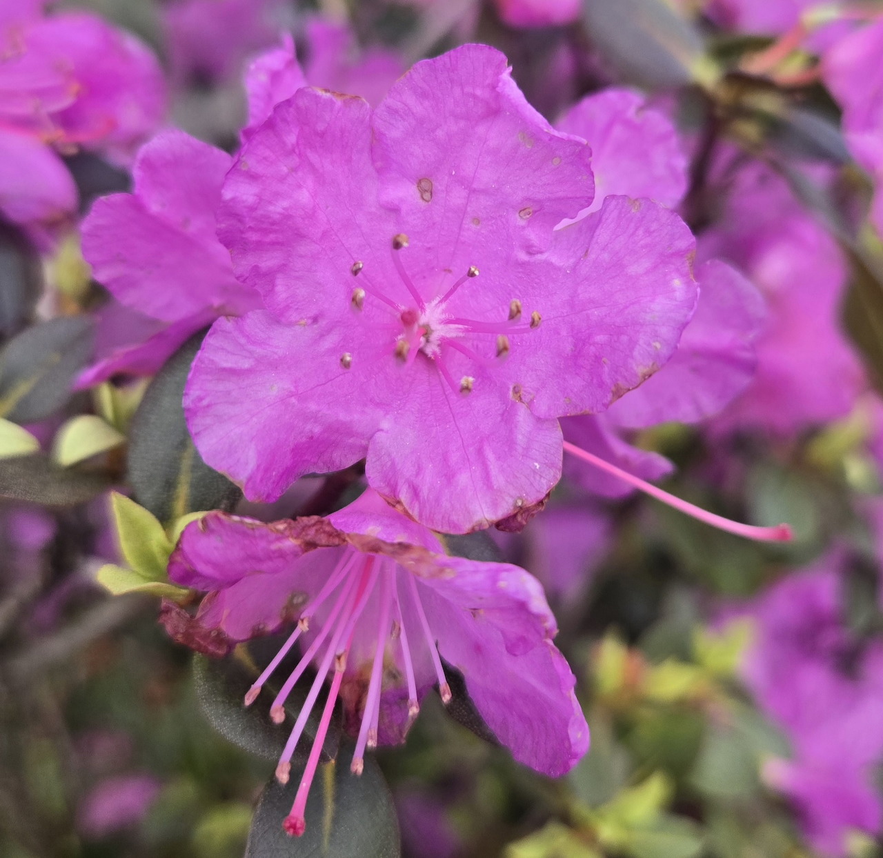 Close-up of bright purple azalea flower with visible stamens against blurred floral background
