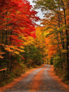 Country road winding through forest with brilliant red, orange and yellow autumn trees