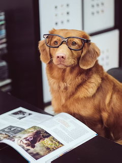 Dog Wearing Glasses Reading