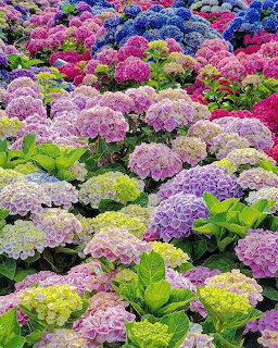 Colorful hydrangea flowers blooming densely in a garden bed