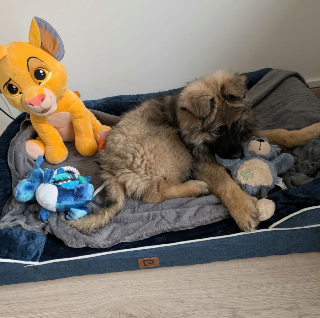 Sleeping Puppy in Bed