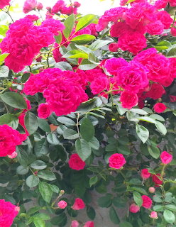 Dense rose bush with many bright pink roses and green leaves