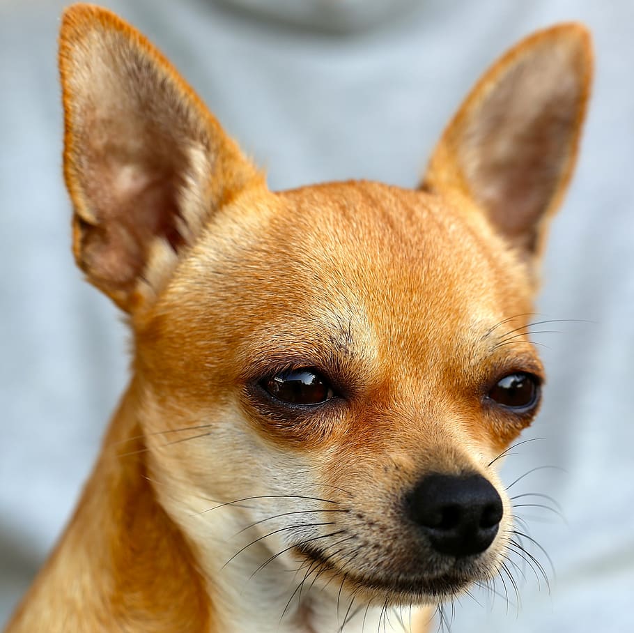 Close-up portrait of a tan Chihuahua with large pointed ears looking at camera