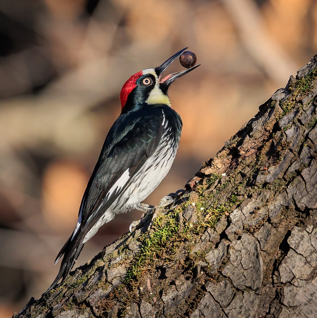 Acorn woodpecker perched on tree bark with an acorn in its beak