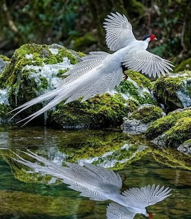 White Pheasant Reflection
