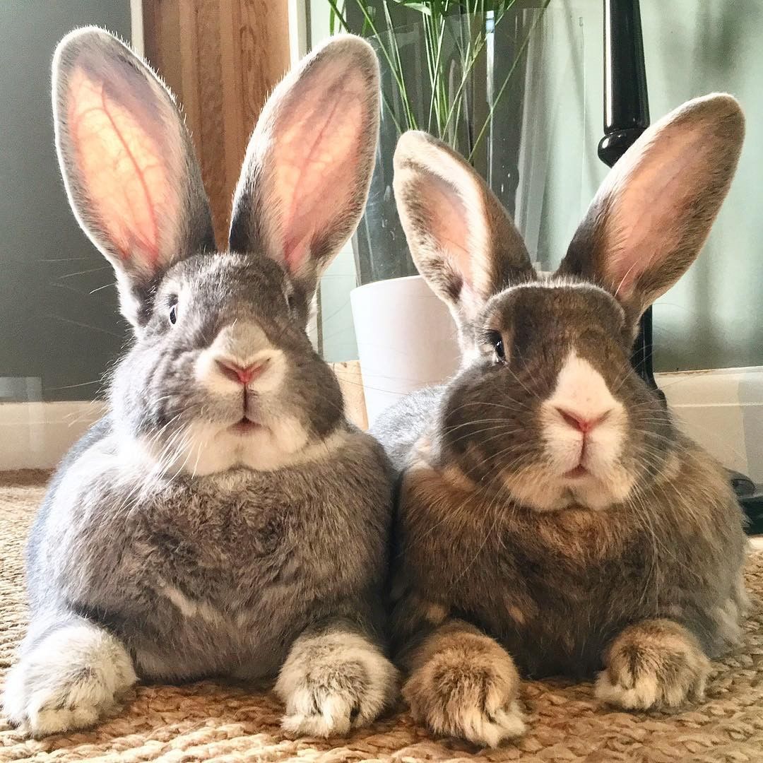 Two gray-brown rabbits with large upright ears sitting together indoors