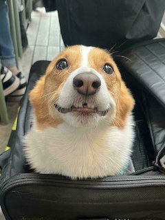 Smiling Corgi Dog