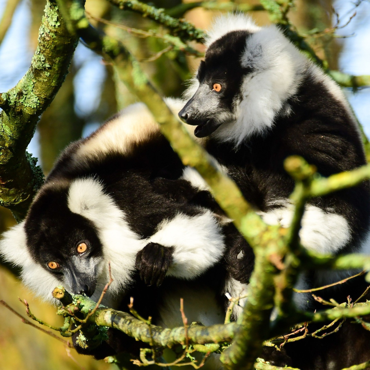Two black and white ruffed lemurs with orange eyes sitting on mossy tree branches against a blue sky