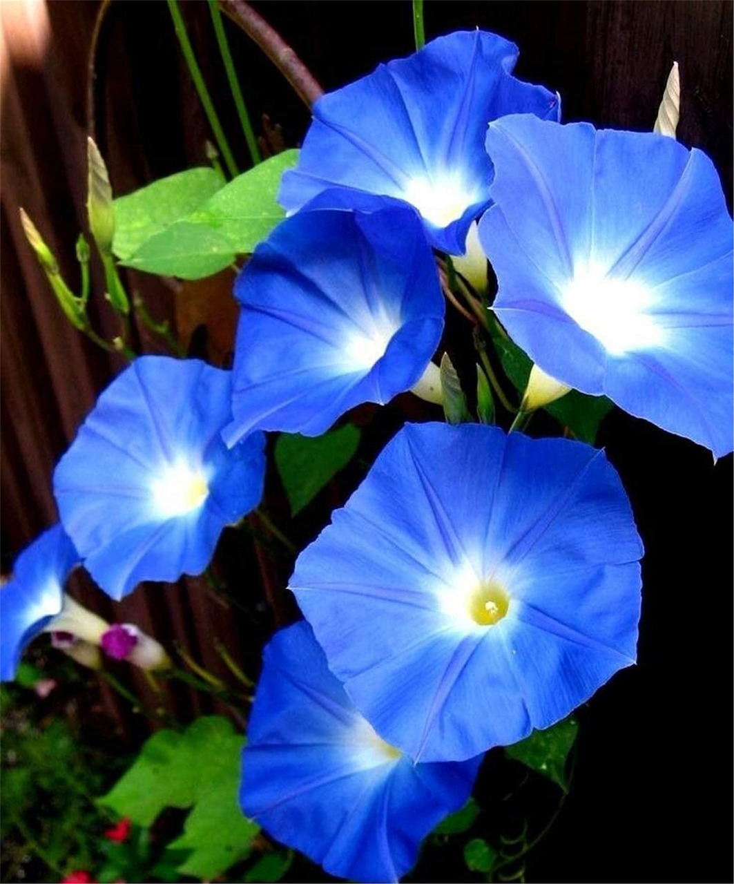 Blue morning glory flowers with white centers blooming on green stems