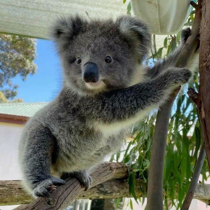 Koala climbing on a tree branch outdoors with leaves and blue sky behind it