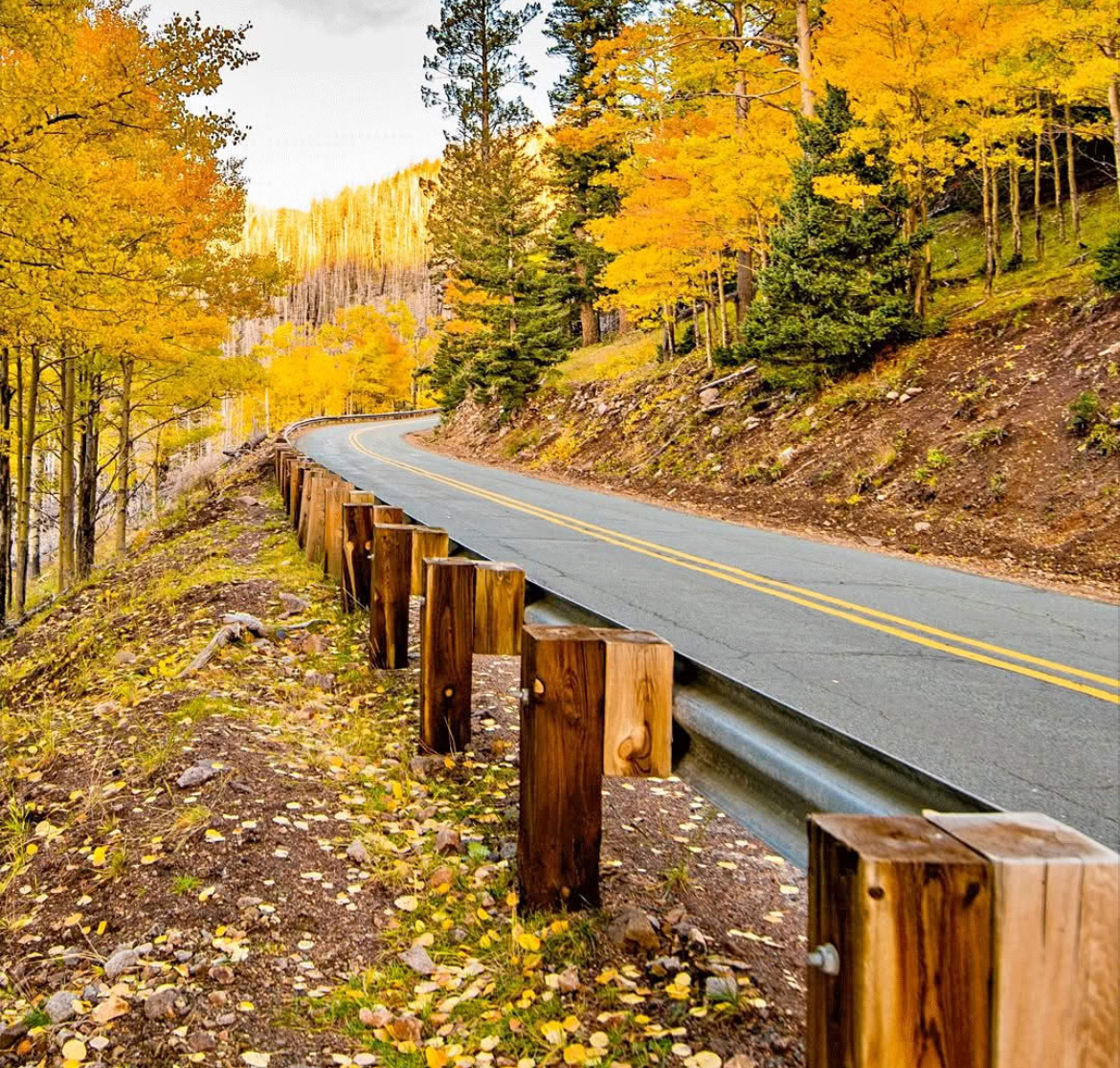 Curving road lined with golden autumn trees and wooden guard posts