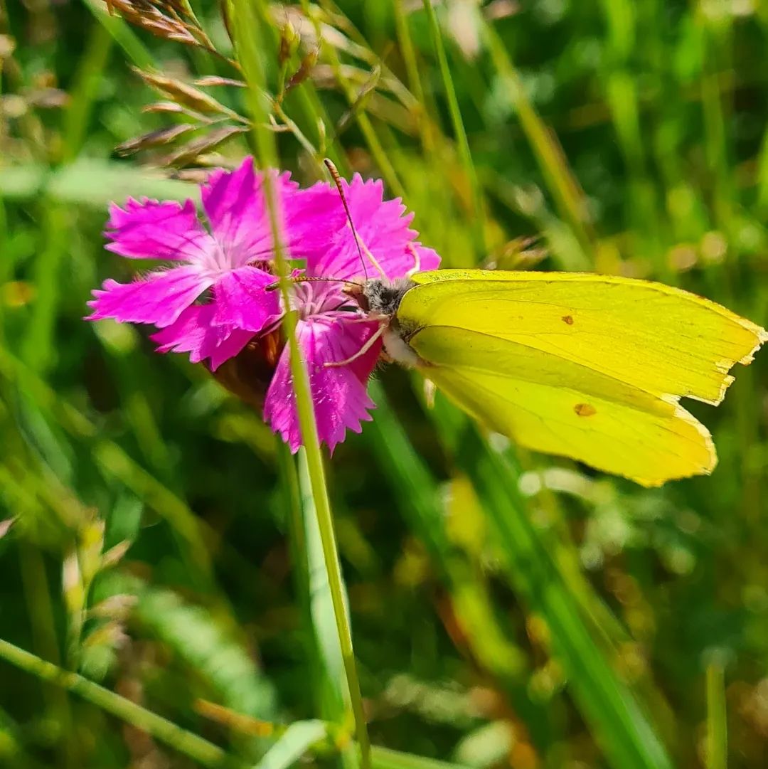 Butterfly on Pink Flower