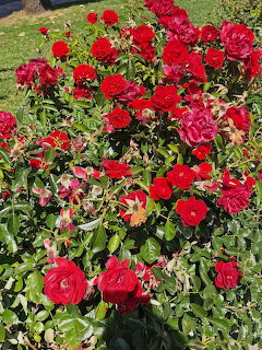 Red Roses Garden