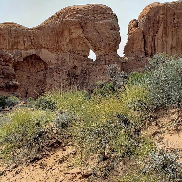 Sandstone rock formation resembling an elephant above desert shrubs and sandy ground