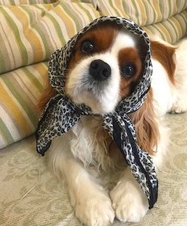 Cavalier King Charles Spaniel dog wearing black and white kerchief on yellow striped couch