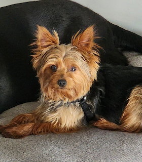 Yorkshire Terrier with tan and black fur lying on a dark couch