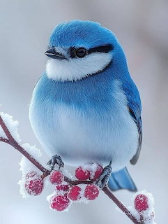 Blue bird with white breast sitting on icy branch with red berries
