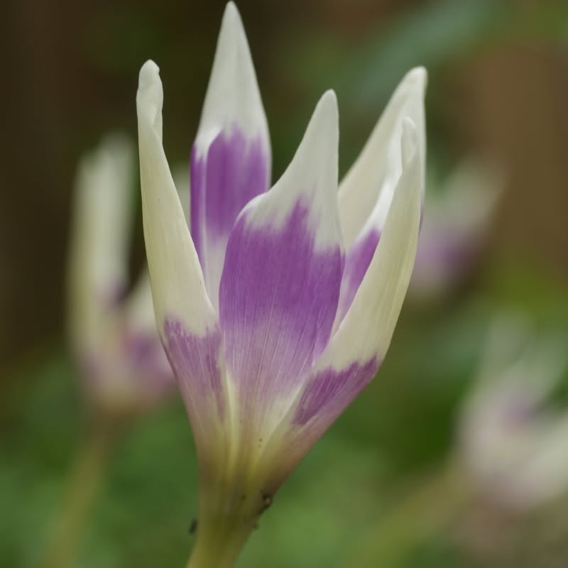Close-up of a purple and white crocus flower bud against a blurred green background