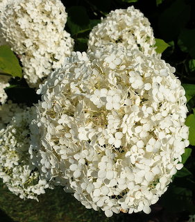 Large white hydrangea flower clusters with dark green leaves in a garden