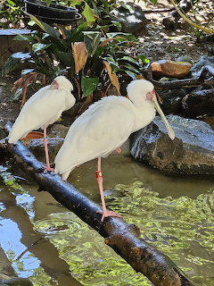 Two white African Spoonbills with pink legs perched near a shallow water pool in a zoo enclosure
