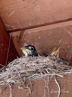 Two baby birds in a straw nest inside a wooden birdhouse, one with its beak open