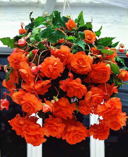 Orange begonia flowers in full bloom hanging in a basket with green leaves