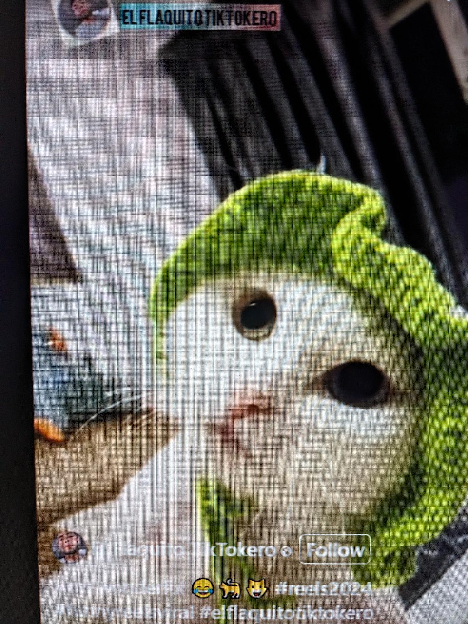 White cat wearing a green leaf hat in a TikTok video screenshot
