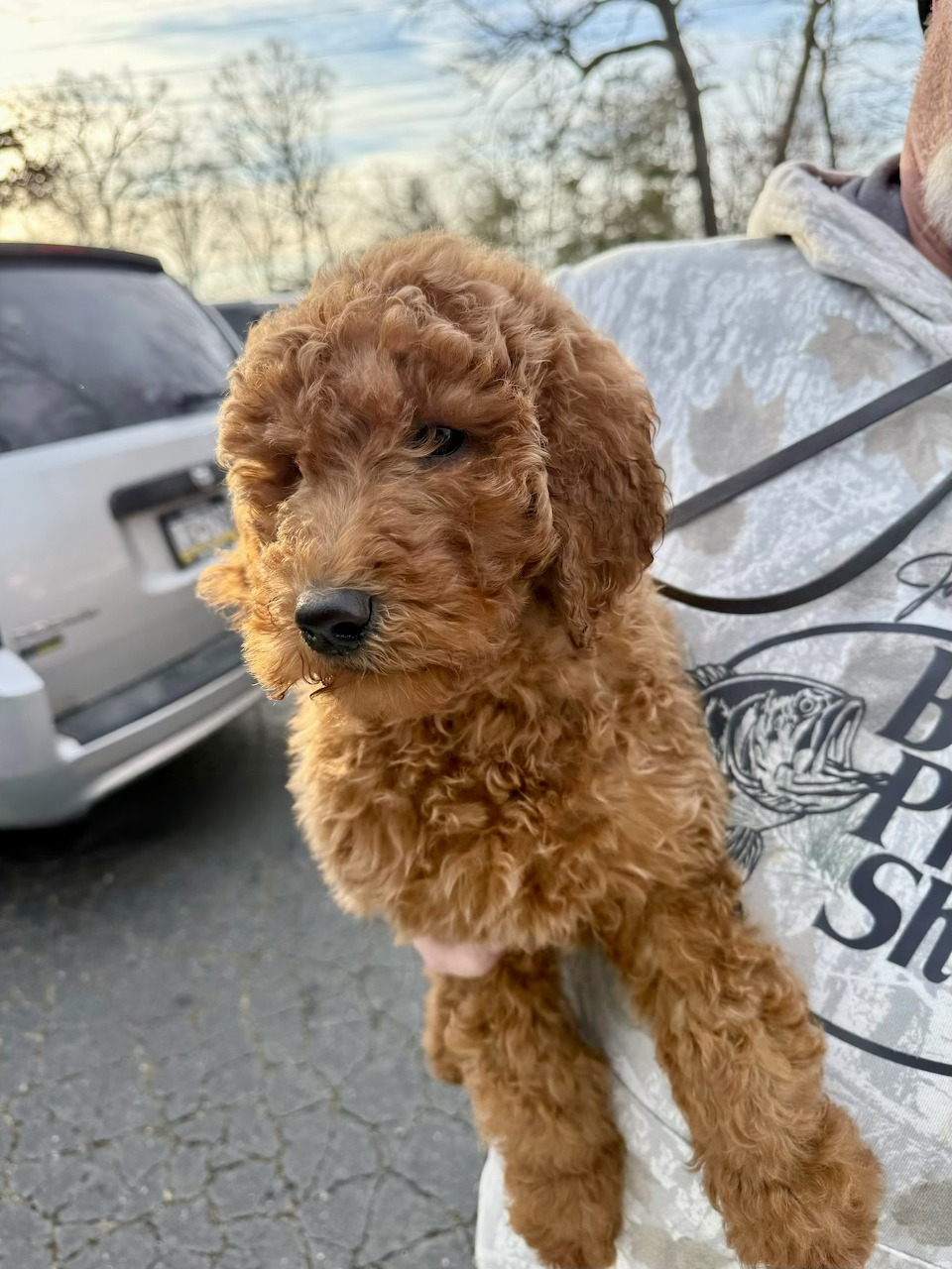 Close-up of a curly golden-red Goldendoodle puppy being held outdoors near parked cars