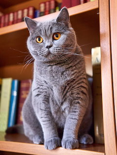 Gray British Shorthair Cat