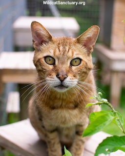 Orange tabby cat with green eyes looking at camera outdoors