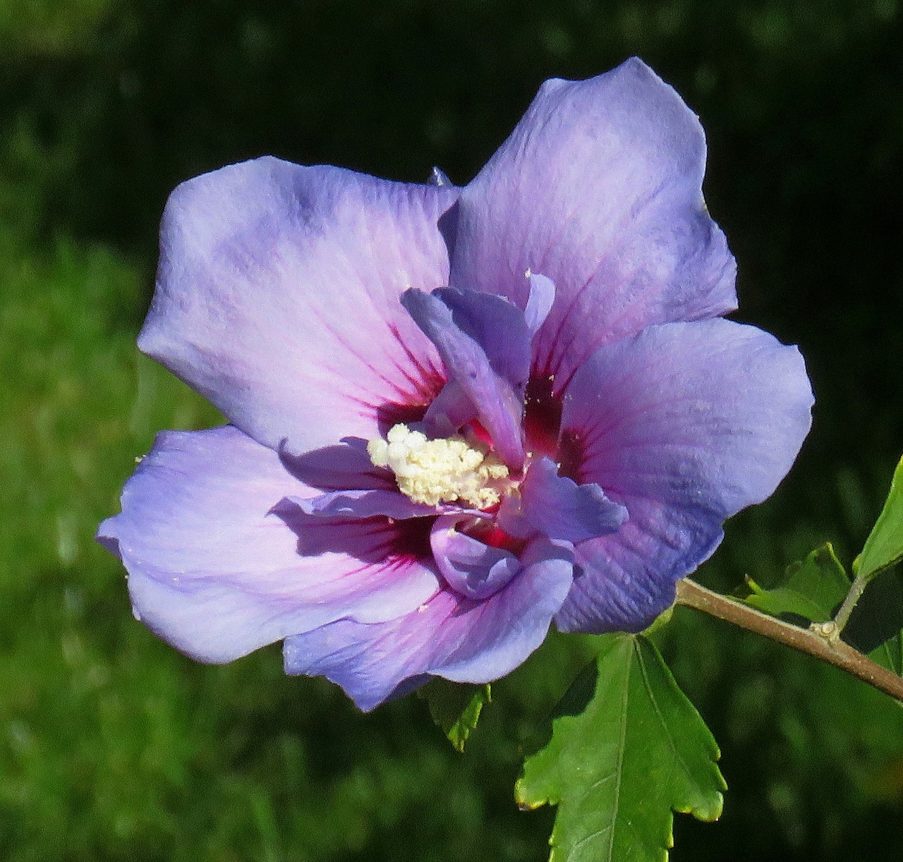 Close-up of a lavender Rose of Sharon flower with a pink center and green leaves