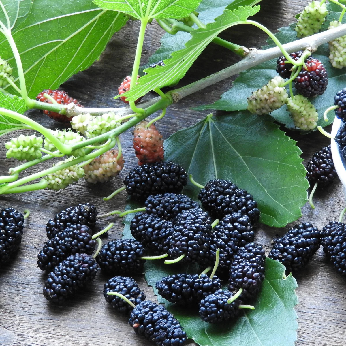Close-up of ripe black mulberries with green leaves on a wooden surface
