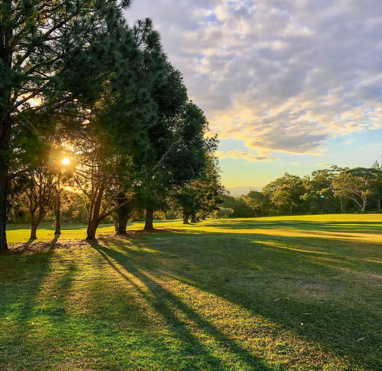 Sunrise through trees in a green park with long shadows on grass