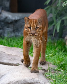 Asian golden cat with reddish-brown fur standing on stone path in outdoor enclosure