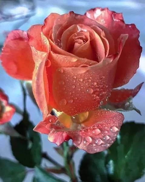Pink rose flower with water droplets on petals in sunlight