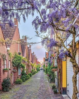 Narrow cobblestone street between brick houses with purple wisteria hanging overhead