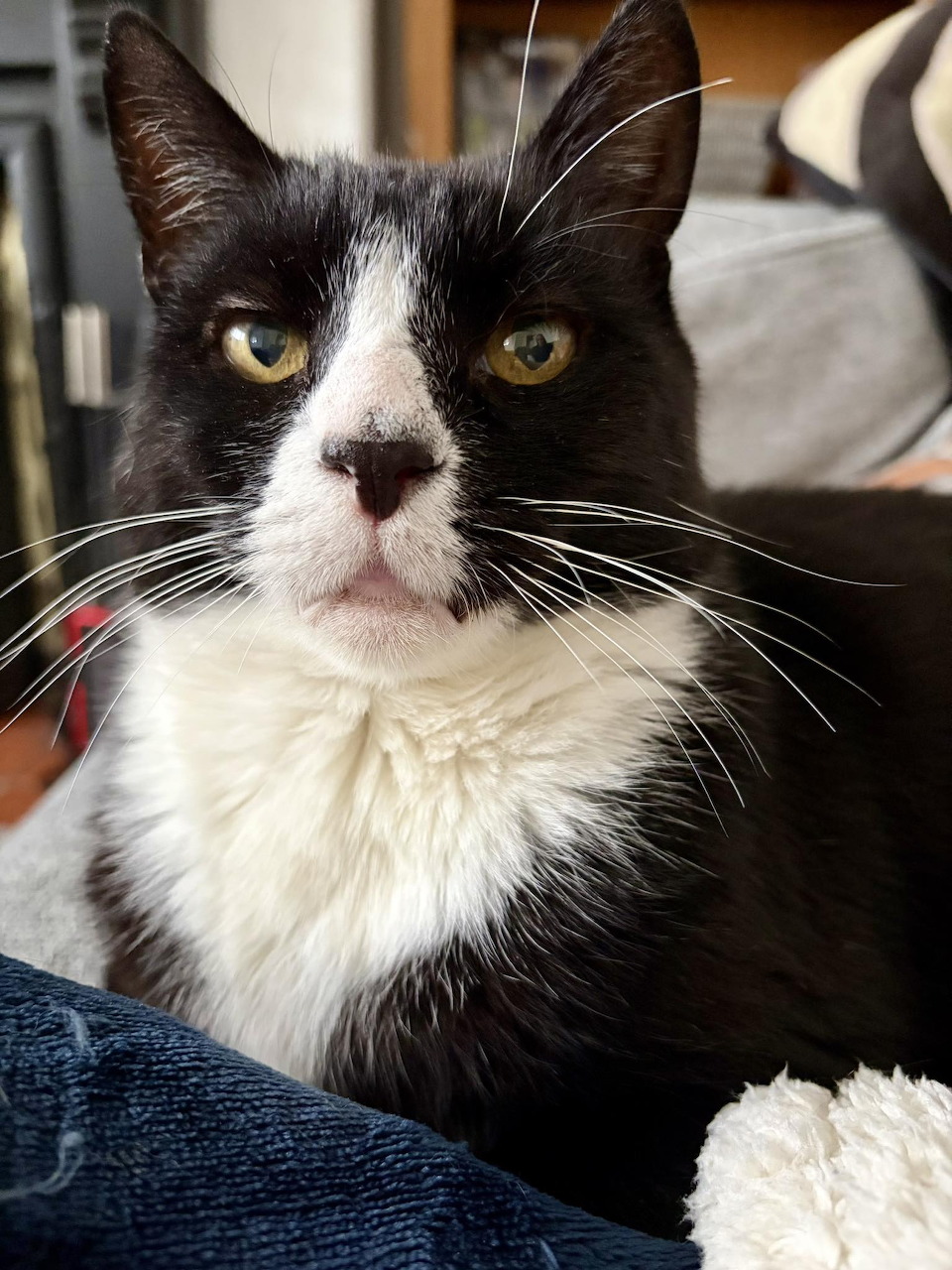 Close-up of a tuxedo cat with yellow-green eyes and black and white fur looking at the camera
