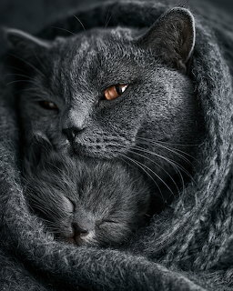 Two gray cats with orange eyes in close embrace against dark background
