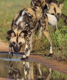 African wild dog with mottled tan and black coat drinking from puddle, reflection visible in water