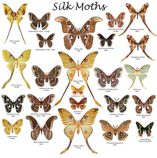 Illustrated chart showing multiple silk moth species with wings spread on a white background