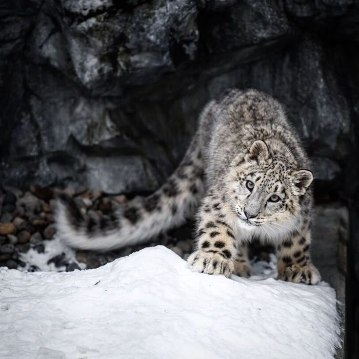 Snow Leopard on Rock