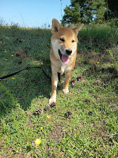 Shiba Inu Puppy Outdoors