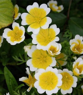 White flowers with yellow centers and green foliage