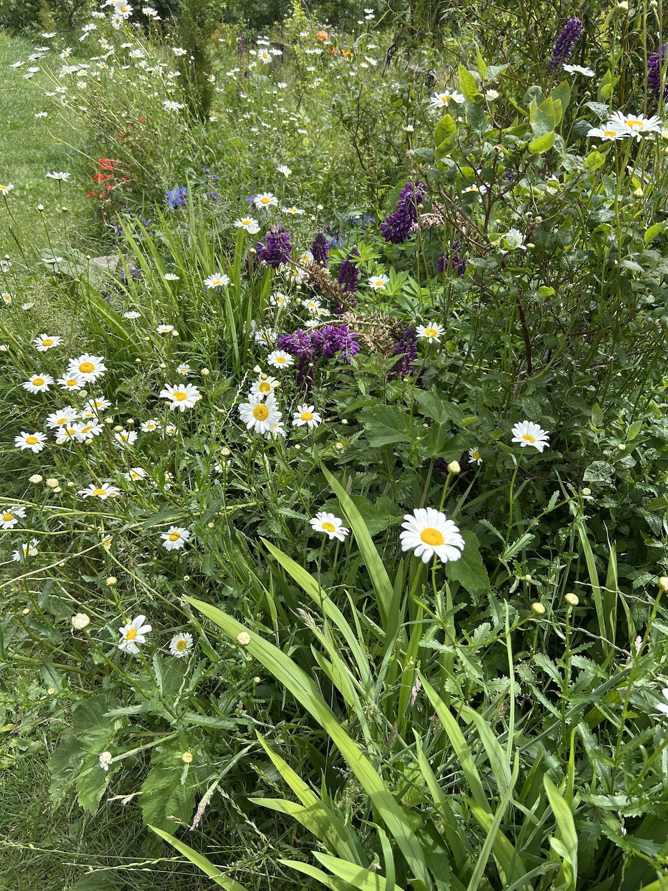 Close-up of a wildflower garden with white daisies and purple flowers among green grass and foliage