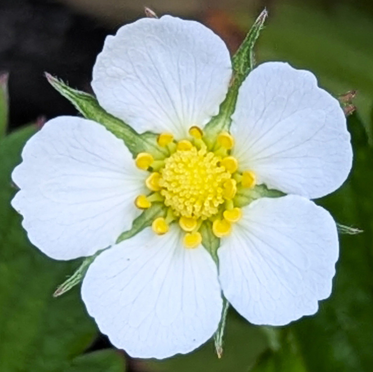 White strawberry flower with yellow center and five petals against green background