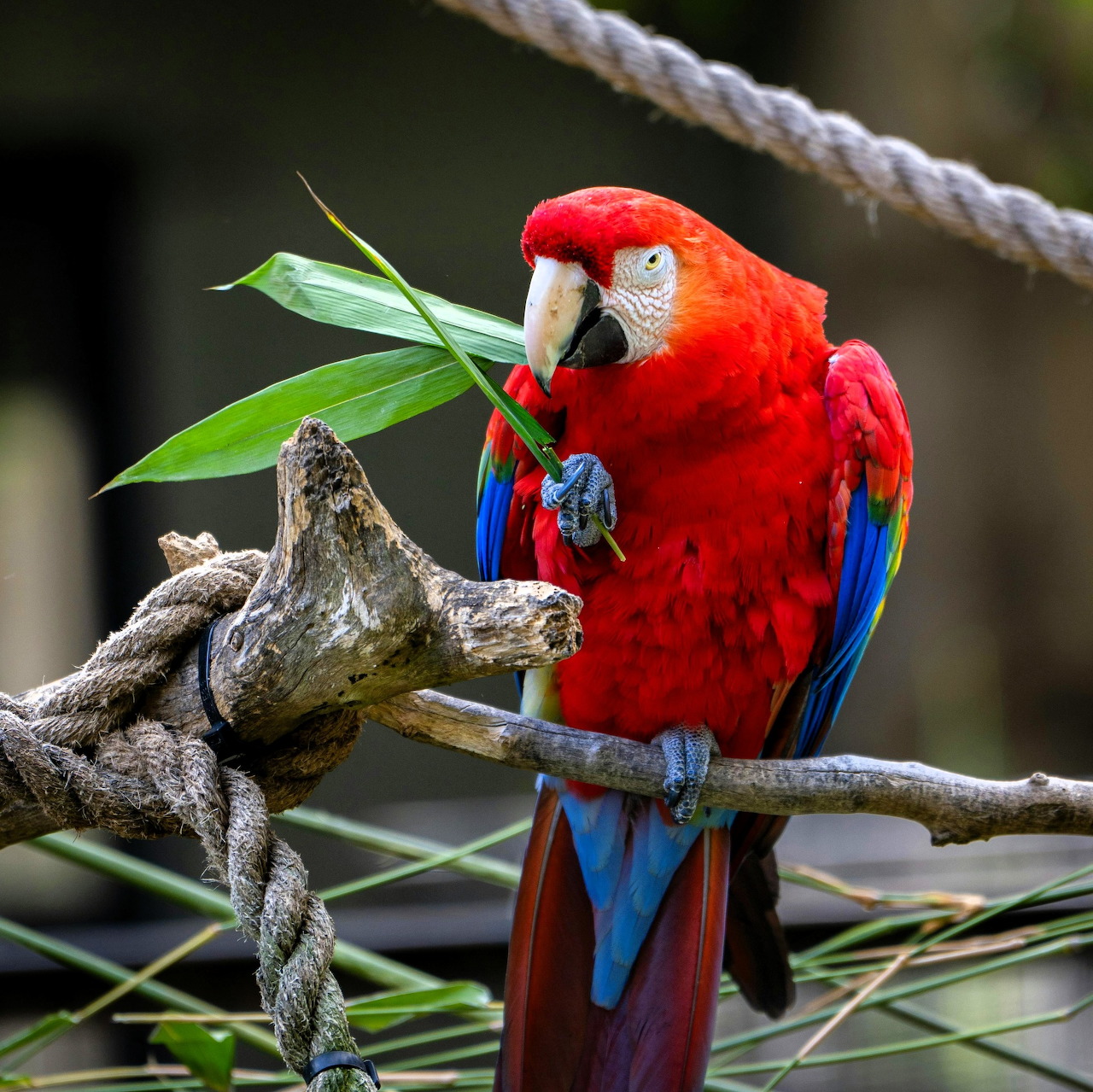 Scarlet macaw perched on a branch holding green leaves in its beak