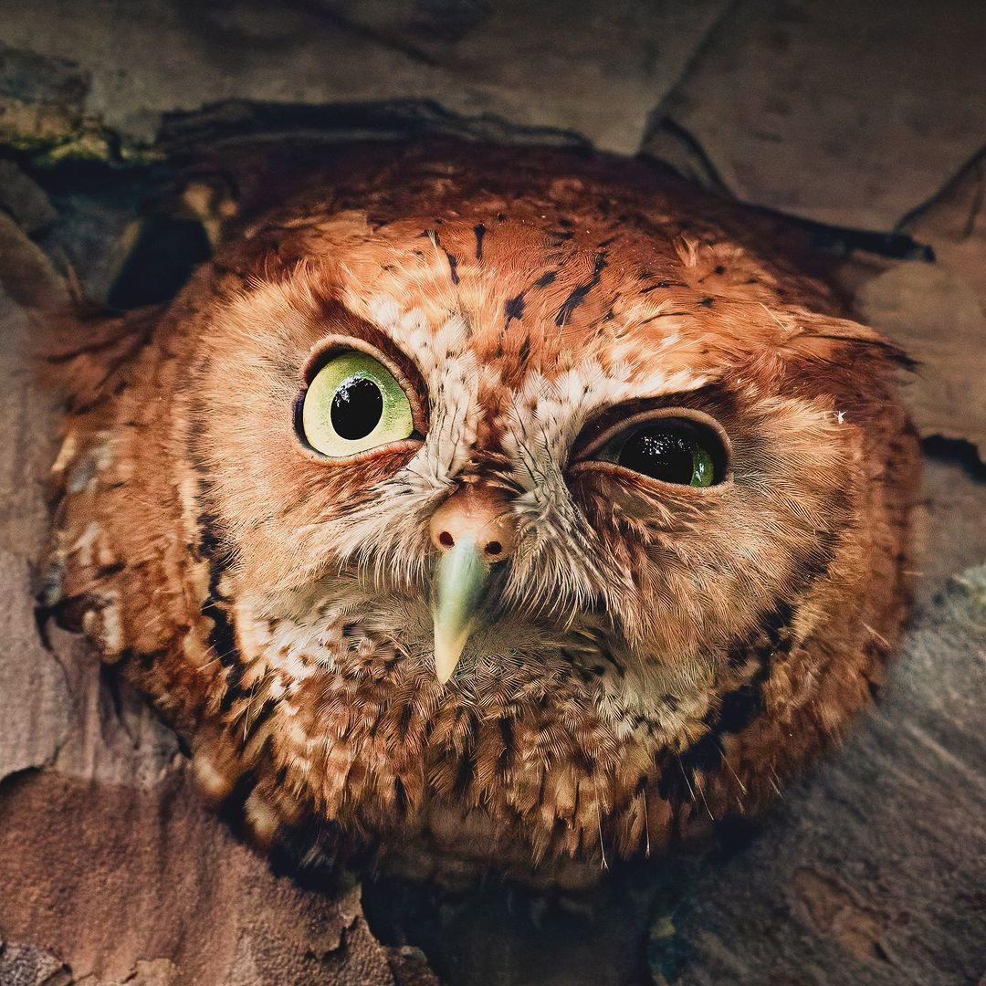 Close-up of a screech owl with bright green eyes and brown feathers