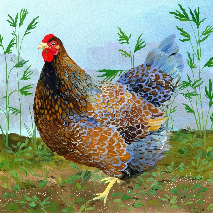 Blue Laced Red Wyandotte chicken with intricate feather patterns in a garden setting